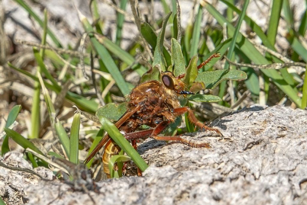 Asilidae Asilinae: cfr. Asilus crabroniformis